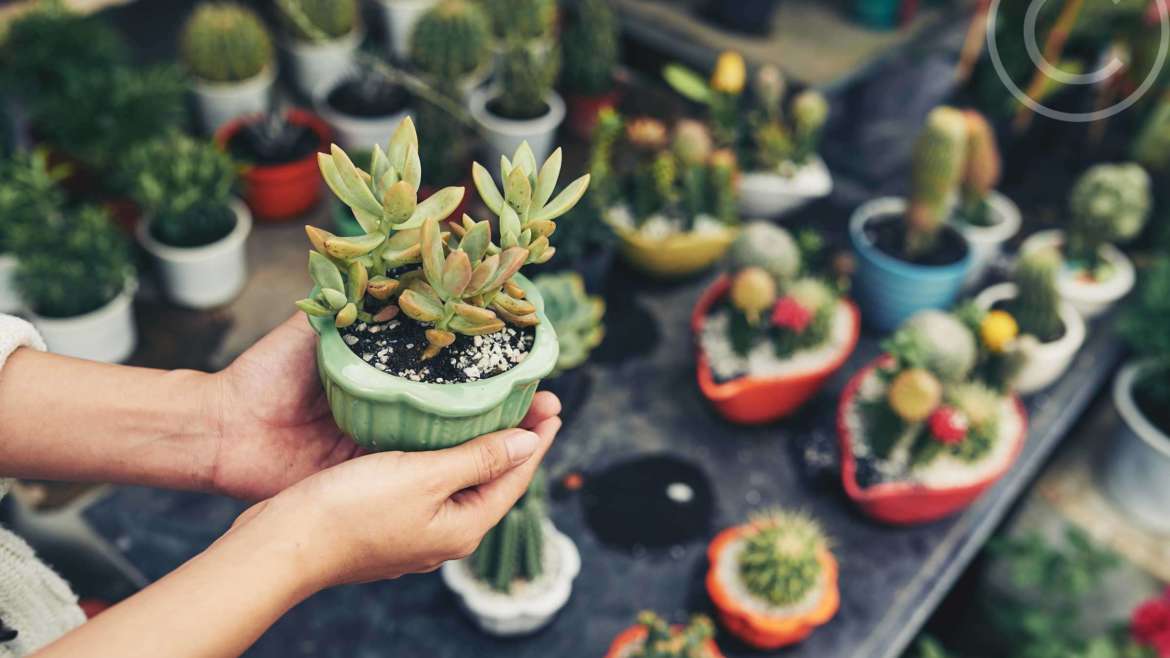 Miniature stands and trays for outdoor plants